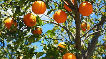 L’arancia, il sole d’inverno che rigenera corpo e mente