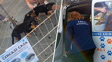L’ENPA Costa d’Amalfi lancia un appello ai Comuni: «Serve responsabilità, non possiamo fare tutto da soli»