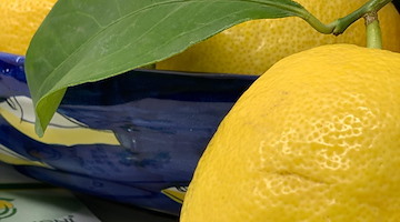 L’olio essenziale che sfida il tempo: lo studio che esalta il Limone Costa d’Amalfi
