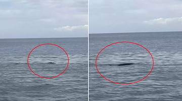 La Foca monaca continua a comparire nei mari della Campania: ultimo avvistamento a Capri 