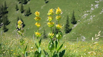 La genziana, il tonico naturale dei pascoli montani