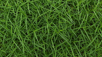 La gramigna, il rimedio naturale che purifica e rigenera