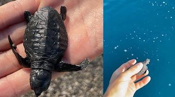 Maiori, 12enne salva una tartarughina marina: possibile nidificazione 