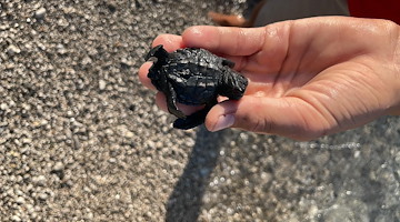 Maiori, piccola tartaruga appena nata salvata e liberata al largo