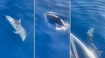 Massa Lubrense, alba spettacolare con i delfini nell’Area Marina Protetta di Punta Campanella