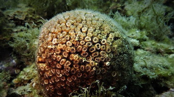 Medcoral Guardians: al via il progetto per salvare il corallo del Mediterraneo