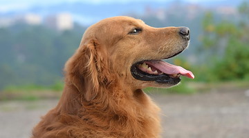 Microchip Day a Scala: 23 ottobre l'iniziativa gratuita contro abbandono e smarrimenti