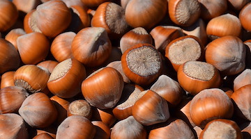 Nocciole, annata nera in Campania. Coldiretti: "Subito un monitoraggio sui danni ai produttori e azioni di risarcimento"