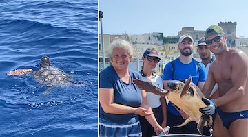 Nuotava con difficoltà al largo di Forio, tartaruga Caretta caretta salvata da alcuni diportisti 