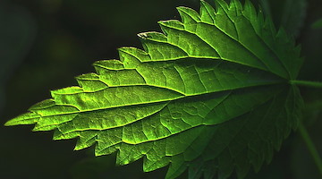 Ortica: rimedio antico tra salute, bellezza e cucina