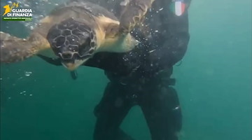 Pesaro, rilasciati tre esemplari di tartaruga marina “Caretta Caretta”