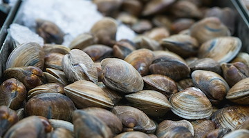 Pesca delle vongole, accordo Ue tutela il lavoro dei pescatori italiani
