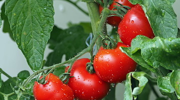 Pomodori, Confagricoltura: «Caldo anticipa i tempi, lieve calo di produzione ma qualità e prezzi restano stabili»