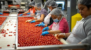 Pomodoro da industria, Confagricoltura Campania: “Caldo anticipa i tempi, produzione in lieve calo ma qualità e prezzi non cambiano”