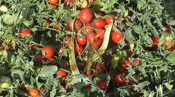 Pomodoro Made in Campania, al via la raccolta: Coldiretti segnala numeri in crescita su tutta la linea