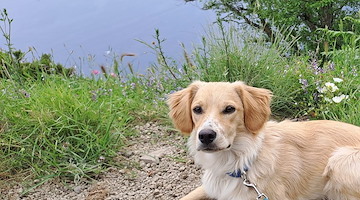 Positano, scomparso il cucciolo Lucky: l'appello dei proprietari