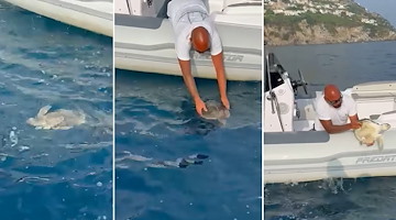 Praiano, salvata una rarissima tartaruga marina Kemp: ora è al Turtle Point di Napoli