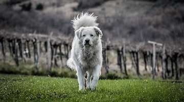 Problematica animali randagi sul Monte Faito: istituzioni a confronto in Prefettura
