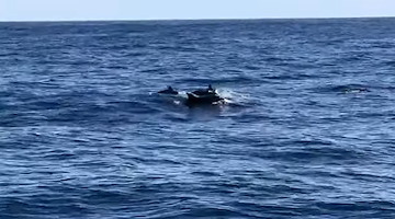 Punta Campanella: incontro spettacolare con i delfini a bordo della Scorfanella 