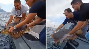 Punta Campanella, tartarughe salvate da ami e reti da pesca tornano in mare 