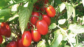 Re-Food arriva a Corbara: il Pomodorino Corbarino protagonista del racconto rurale tra biodiversità e futuro sostenibile