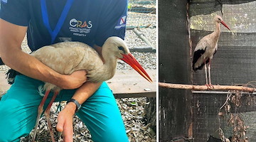 Ritorno alla natura: cicogna bianca liberata dopo mesi di riabilitazione al CRAS Federico II