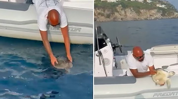 Salvata al largo di Praiano la tartaruga Saphira, esemplare di Kemp a rischio estinzione