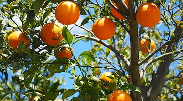 Sant’Agnello: gli agrumi della Penisola Sorrentina protagonisti del nuovo workshop Re-Food del GAL Terra Protetta