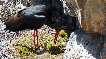 Scoperta emozionante nel Parco Nazionale del Cilento: ecco un nuovo nido di Cicogna Nera!