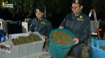 Scoperta “fabbrica” di cannabis sui Monti Lattari: sequestrata oltre una tonnellata di droga