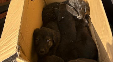 Sei cuccioli abbandonati lungo la strada a Moschiano: ora cercano casa