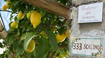 Slow Food Day 2025, 18 maggio la Costa d'Amalfi celebra il cibo buono e giusto sul Sentiero dei Limoni