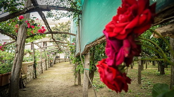Sorrento: inaugurato l'accesso dal corso Italia del Fondo Petrulo "Agruminato"