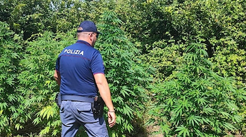 Sorrento, scoperta piantagione di marijuana: arrestato 40enne con precedenti