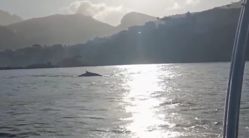 Sorrento, spettacolo in mare: avvistata al largo una Balenottera comune