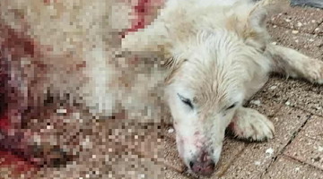Spari contro un cane a Tramonti: Nebbia lotta per la vita, comunità sotto shock