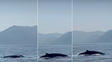 Spettacolare avvistamento tra Capri e la Penisola Sorrentina: in mare spunta una Balenottera comune 