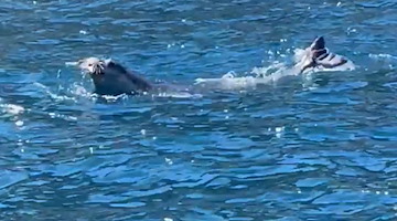 Torna la foca monaca nei mari della Campania: incontro pubblico a Forio d'Ischia per scoprire come comportarsi in caso di avvistamento