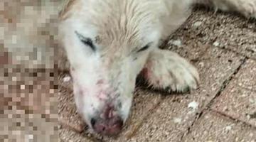 Tramonti, cane ferito con arma da fuoco: Nebbia lotta per la vita
