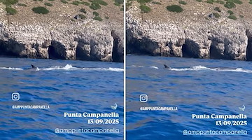 Tre balenottere comuni nell'Area Marina Protetta di Punta Campanella: spettacolo della natura e biodiversità 