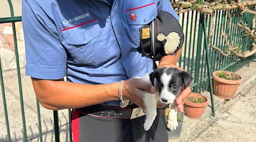 Vergogna a Parete, salvato cagnolino in condizioni precarie: era rinchiuso da tempo in uno sgabuzzino 