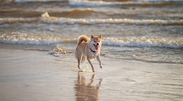 Vietri sul Mare, 30 marzo arriva il Dog Day: sfilate, esperti e tanto amore per gli animali 