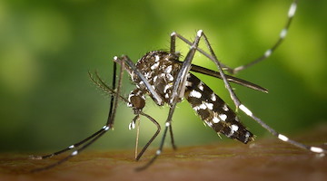 West Nile, Neola (OMV Napoli): “Medici Veterinari fondamentali nella lotta alle malattie trasmesse da vettori”