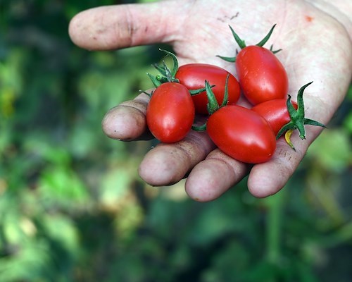 Coltivare Legalità, le aziende agricole targate Coldiretti di Napoli Est raccontano le eccellenze del territorio