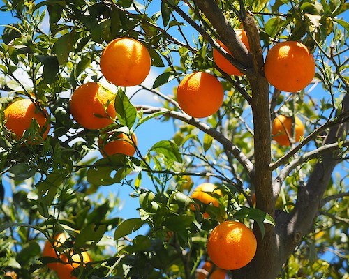L’arancia, il sole d’inverno che rigenera corpo e mente