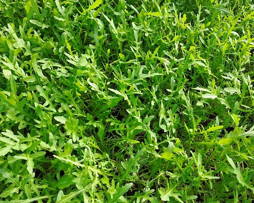 La rucola diventa alleata della bellezza: dall’agricoltura della Piana del Sele un nuovo principio attivo anti-age