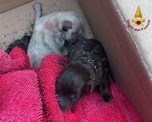 Mercogliano: salvati due cuccioli appena partoriti e la madre in una canale di scolo 