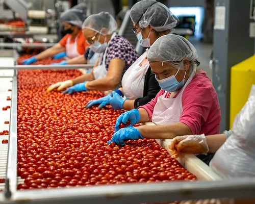Pomodoro da industria, Confagricoltura Campania: “Caldo anticipa i tempi, produzione in lieve calo ma qualità e prezzi non cambiano”