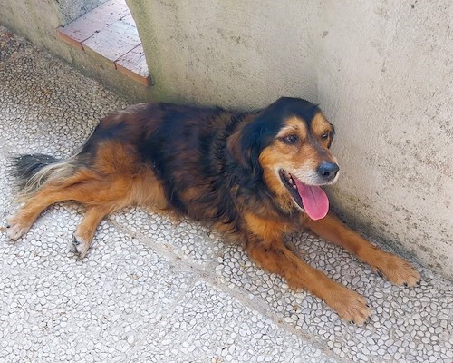 Ritrovata Nina, la cagnolina scomparsa a Minuta: la gioia dei padroni dopo cinque giorni di attesa