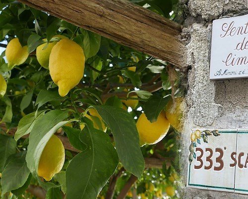 Slow Food Day 2025, 18 maggio la Costa d'Amalfi celebra il cibo buono e giusto sul Sentiero dei Limoni